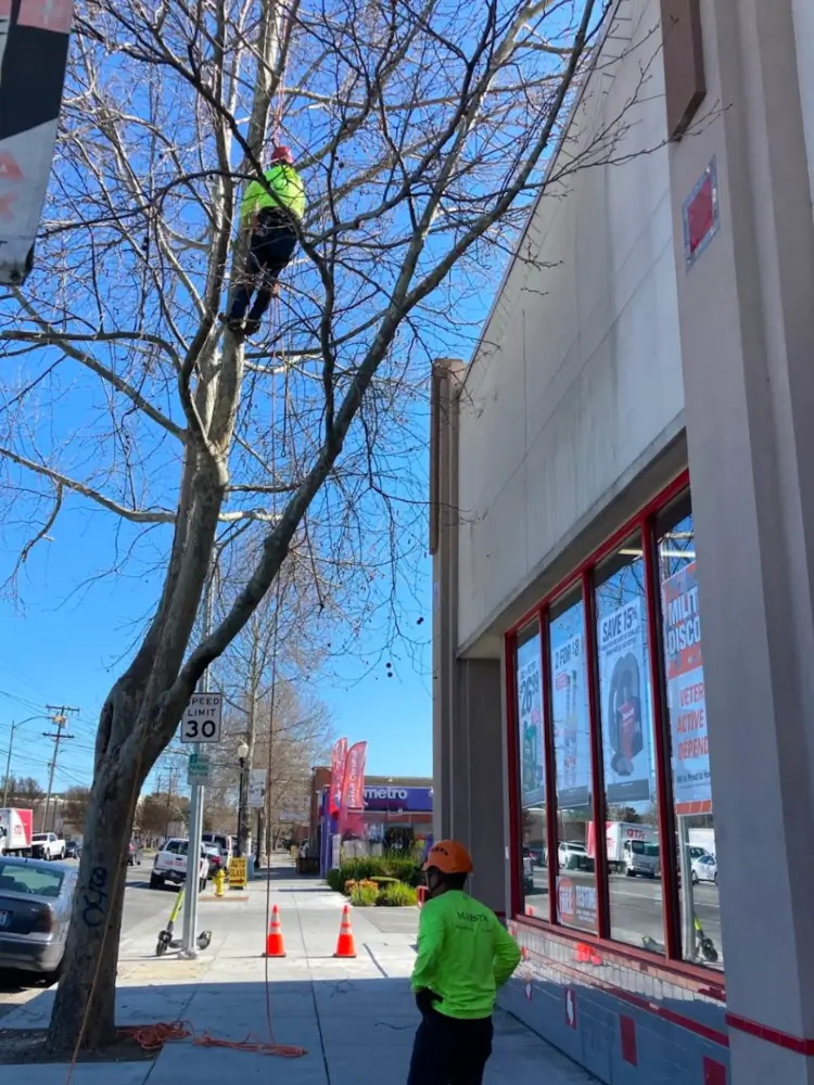 Commercial tree services in Santa Clara, San Jose, Los Altos & Los Gatos by Majestic Service