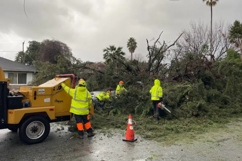 Emergency Tree Service in San Jose CA by Majestic Tree Service