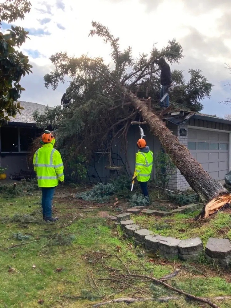 Tree emergency services in Santa Clara, San Jose, Los Altos & Los Gatos by Majestic Tree Service