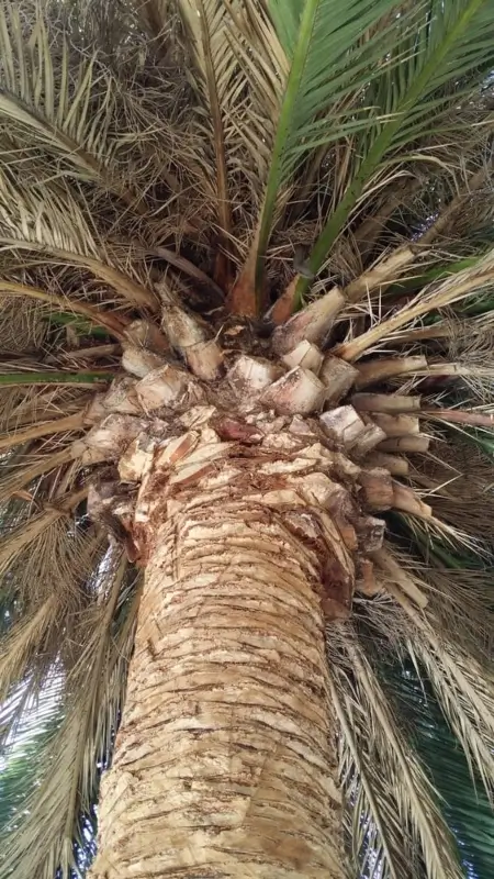 Palm Tree before being trimmed by Majestic Tree Service in San Jose