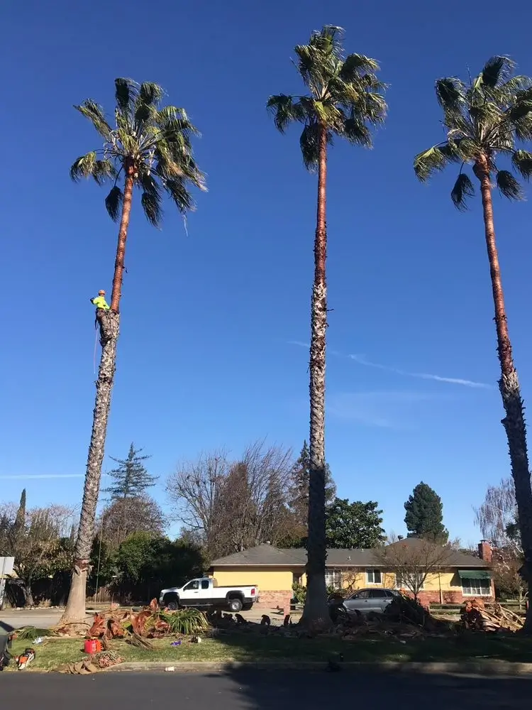 Palm Tree Services in Santa Clara, San Jose, Los Altos & Los Gatos by Majestic Tree Service