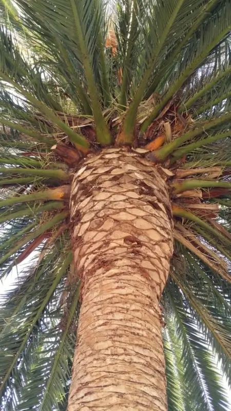 Palm Tree after being trimmed by Majestic Tree Service in San Jose