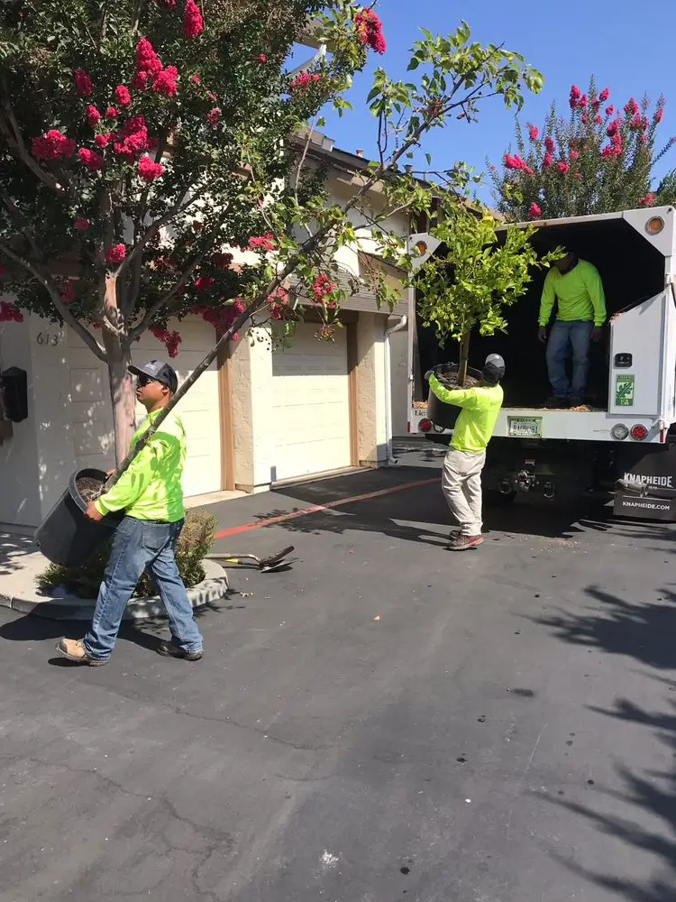Tree and shrub planting services in Santa Clara, San Jose, Los Altos & Los Gatos by Majestic Tree Service
