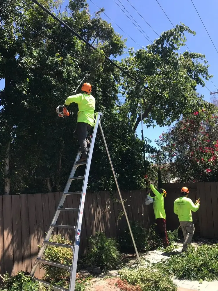 Tree pruning services in Santa Clara, San Jose, Los Altos & Los Gatos by Majestic Tree Service