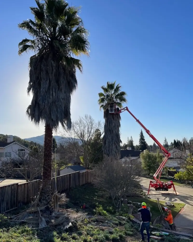 Overgrown palm trees in San Jose CA before getting trimmed by Majestic Tree Service