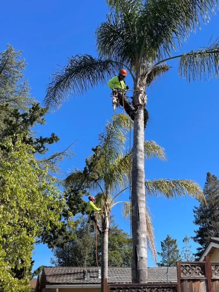 An enormous palm tree in a California neighborhood after trimming by Majestic Tree Service.