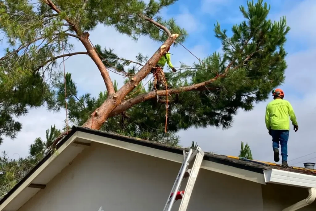 Large tree that has fallen on the roof of a residential home