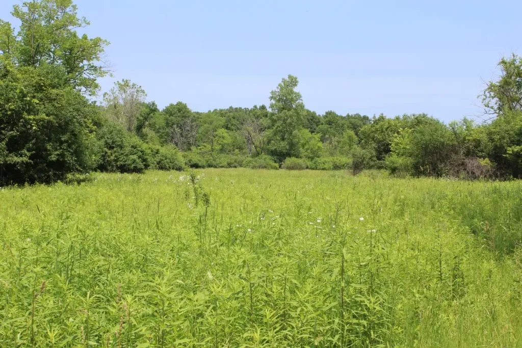 Large lot of land with overgrown vegetation before receiving land clearing services
