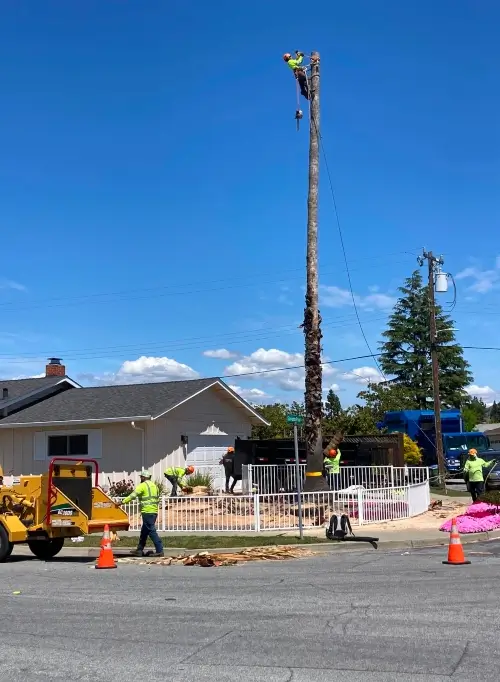 Majestic Tree Service arborists working to remove a large tree from a residential yard in San Jose CA