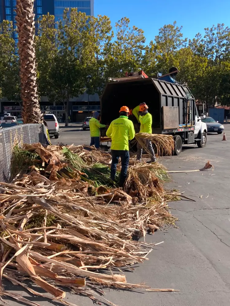 Majestic Tree Service arborists loading cut down palm tree branches in a service truck