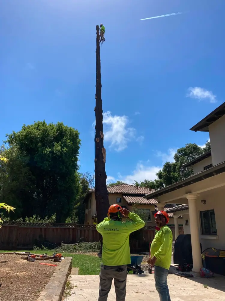 Arborists overlooking a large tree before it gets removed in San Jose CA