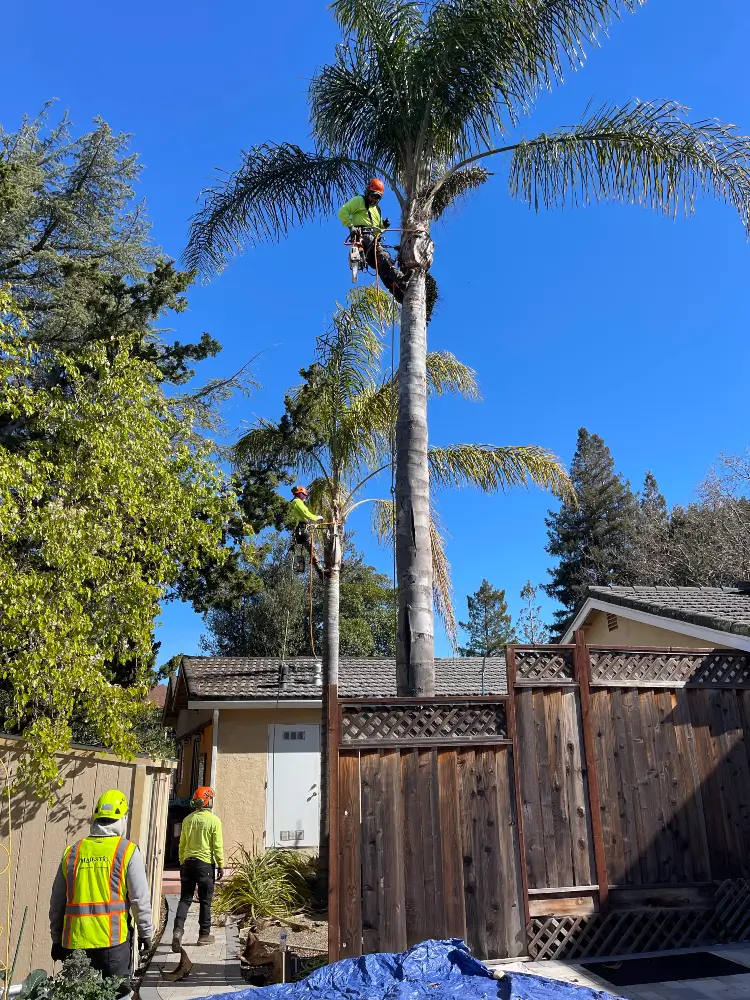 Majestic Tree Service arborist climbing down a palm tree after trimming its branches