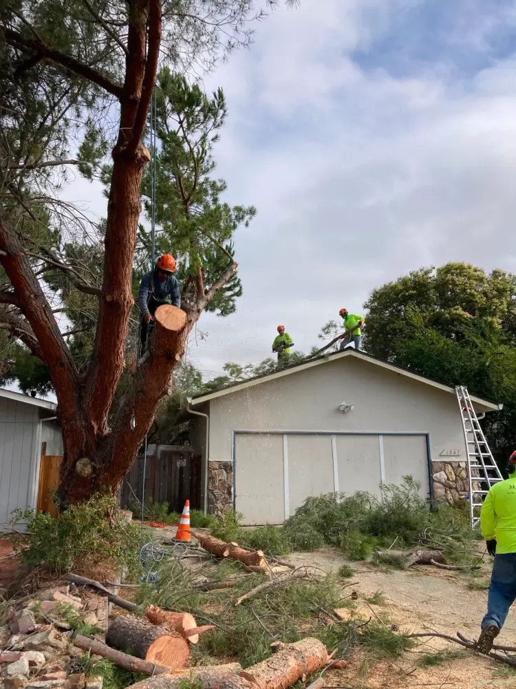 Majestic Tree Service arborists removing cutting down a large tree