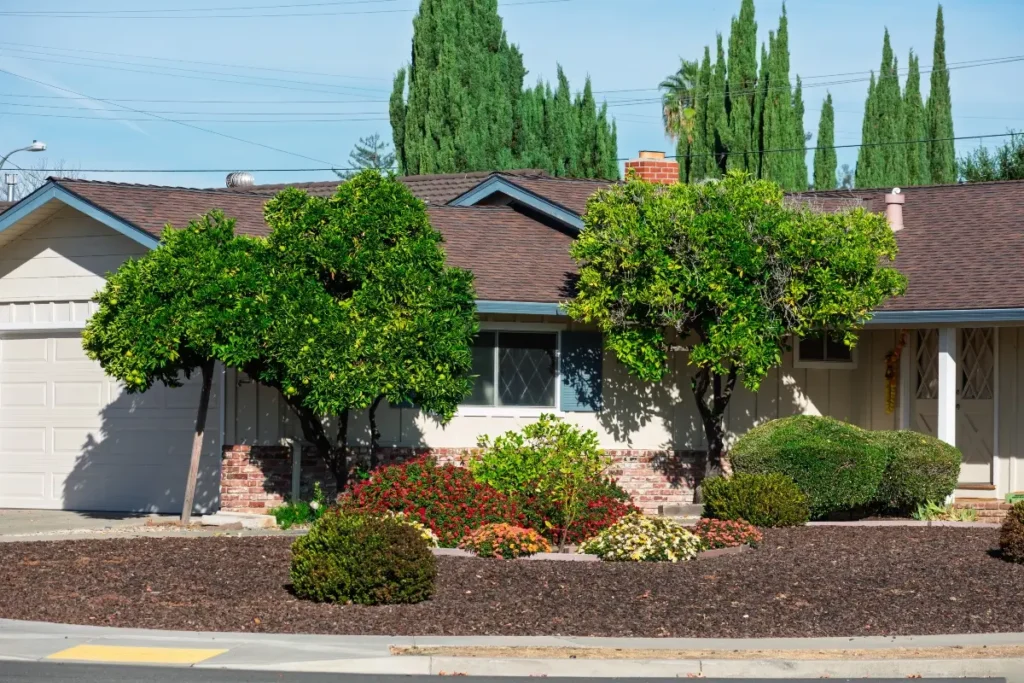 A California yard with newly-planted trees and shrubs