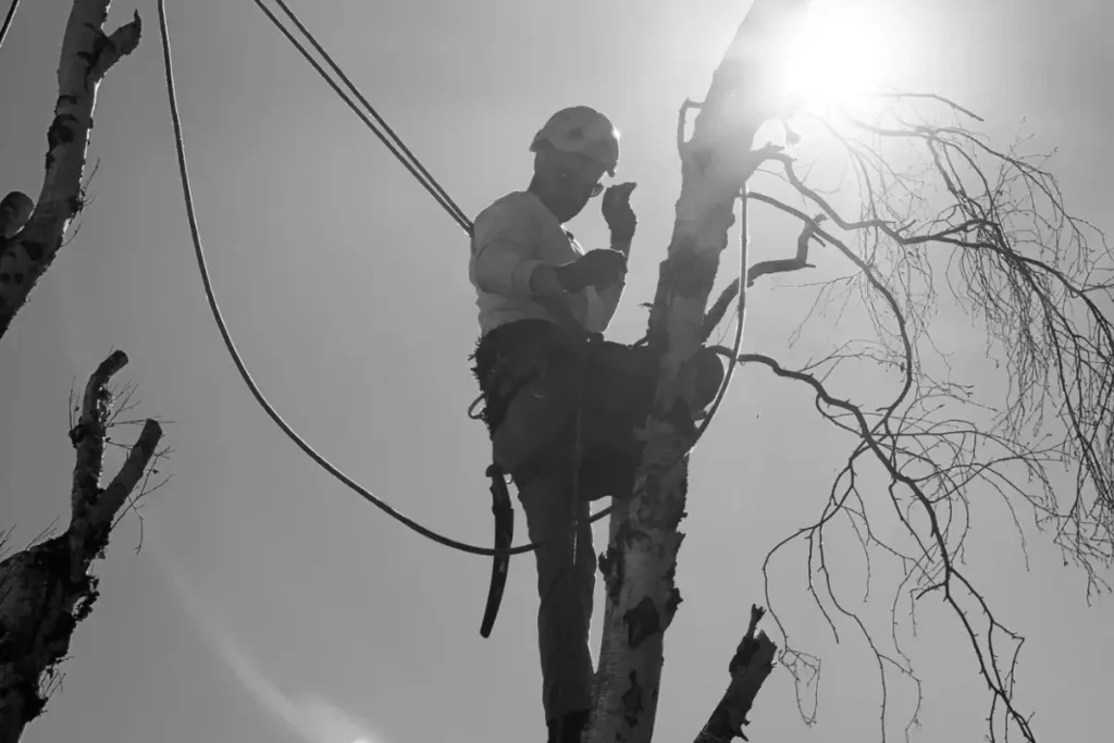 Majestic Tree Service arborist climbing up a tree in San Jose CA