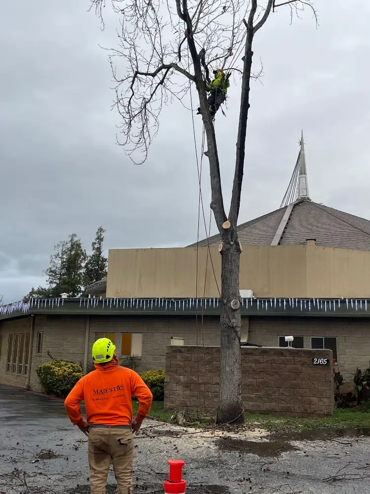Arborist watching over another arborist cutting down a tree in the winter