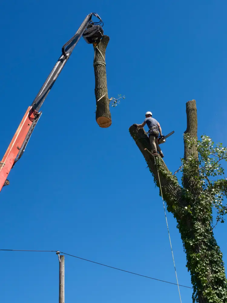 A tree worker using a crane to cut down a tree in California