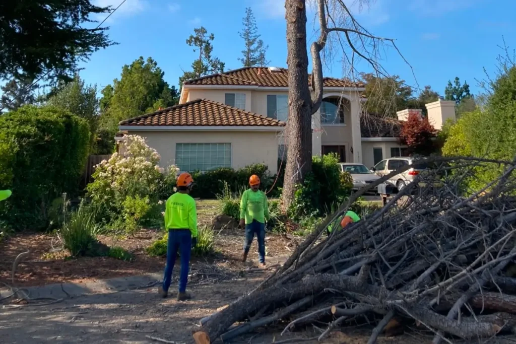 Majestic Tree Service Arborists watching over fallen tree branches in San Jose CA