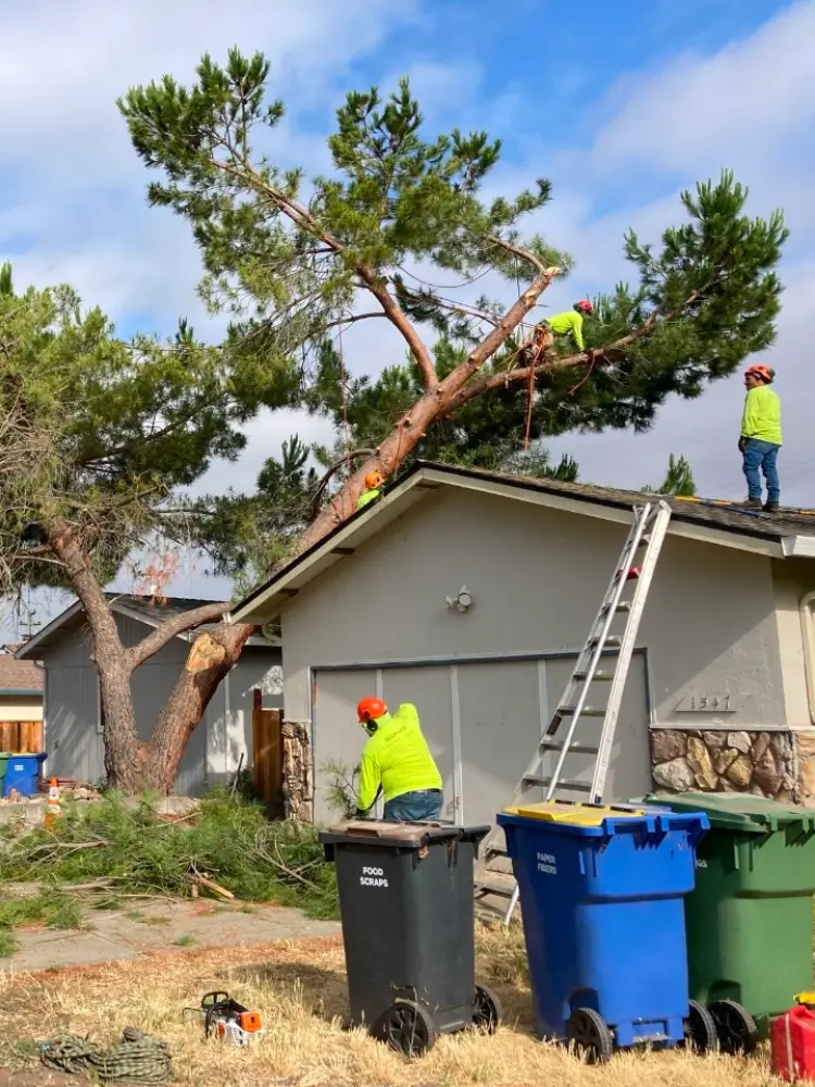 Large tree that has fallen on the roof of a residential home