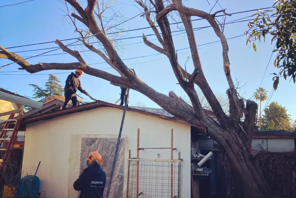 Large tree that has fallen on the roof of a shed in the backyard of a residential home