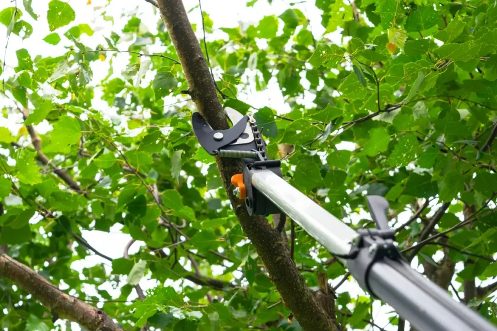 Tree branches getting pruned by professional cutters