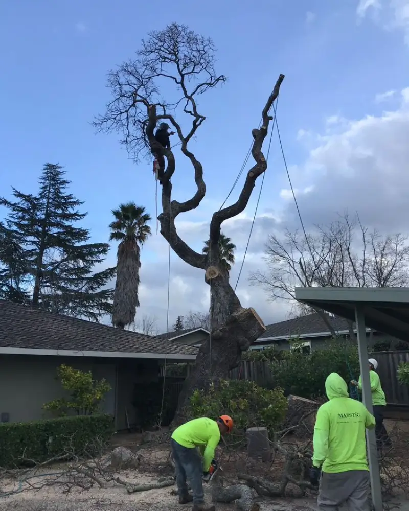 Majestic Tree Service arborists removing a large tree safely