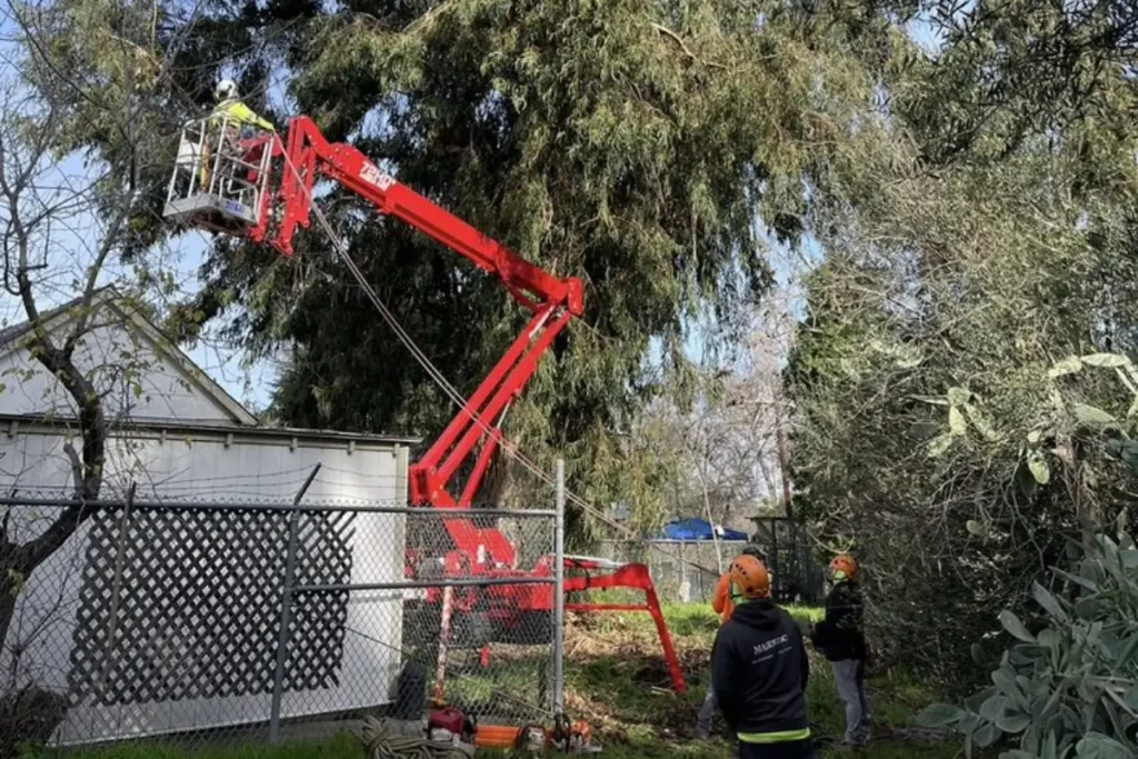 Safe tree removal services by Majestic Tree Service
