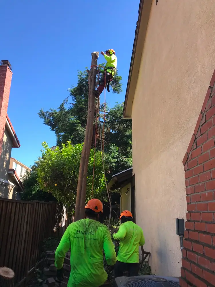 Arborists removing a tree on the rear end of a private property