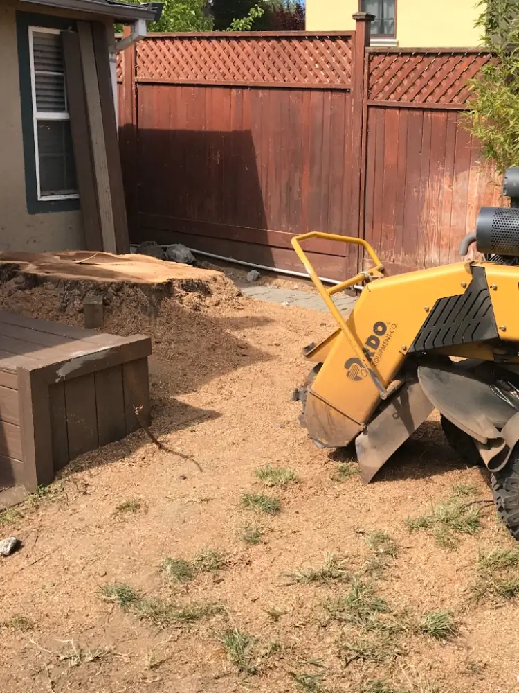Large tree stump before getting grinded down in San Jose CA by Majestic Tree Service