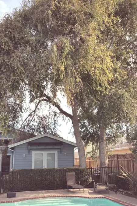 Residential backyard with trees before being removed by Majestic Tree Service in San Jose