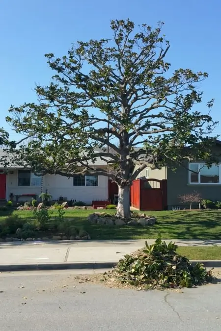Residential tree after being trimmed by Majestic Tree Service in San Jose