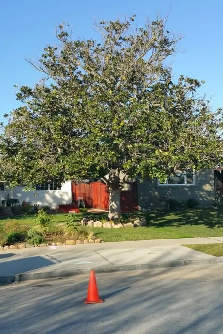 Residential tree before being trimmed by Majestic Tree Service in San Jose