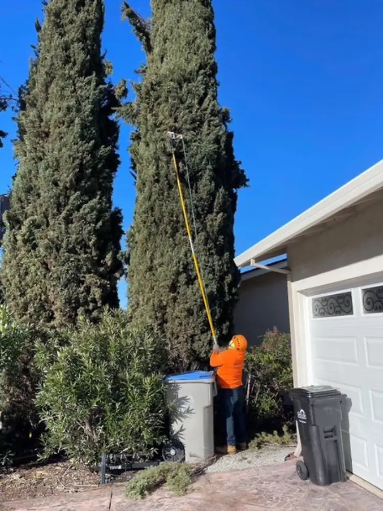 A Majestic Tree Care tree care worker trimming a hedge with a hedge trimmer.