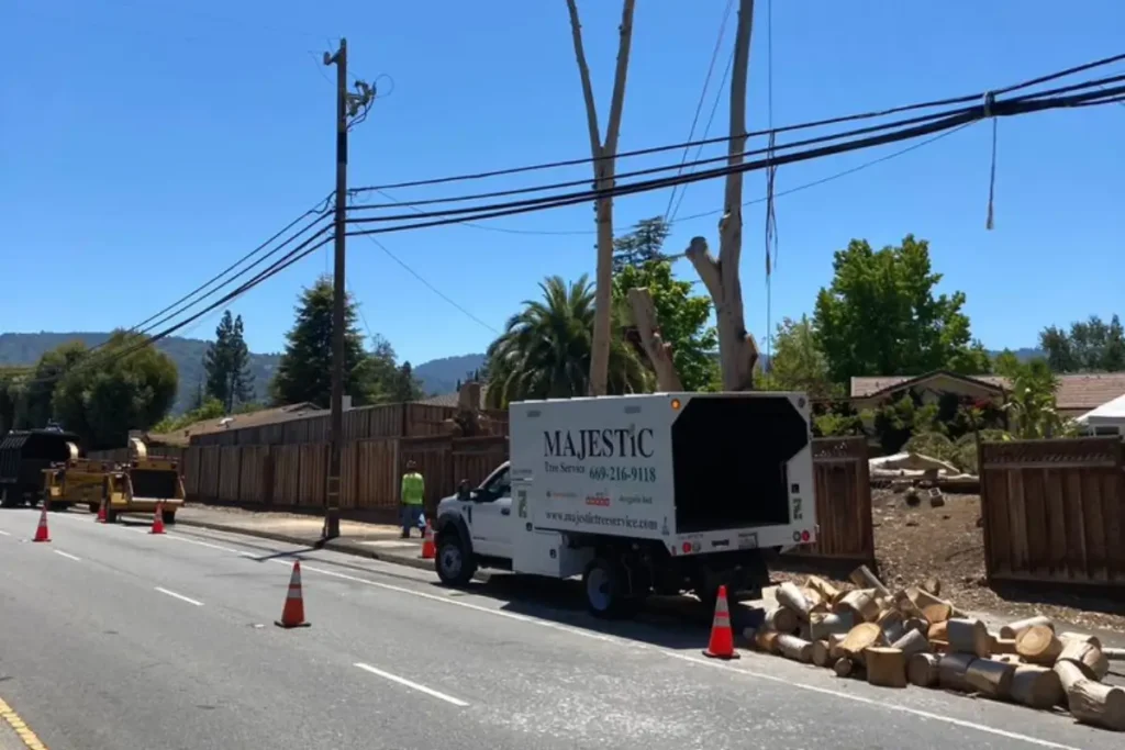 Trees after getting trimmed on a residential street by Majestic Tree Service