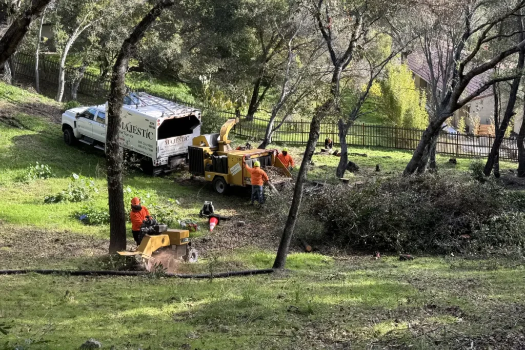 Majestic Tree Service crew clearing out trees from a residential park