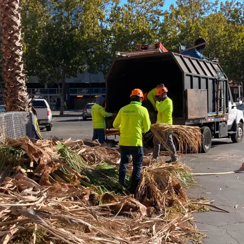 Majestic Tree Service arborists loading cut down palm tree branches in a service truck in San Jose