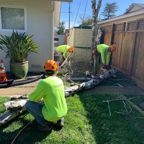 Arborists preparing a cut down tree log to be cut down into smaller pieces in San Jose