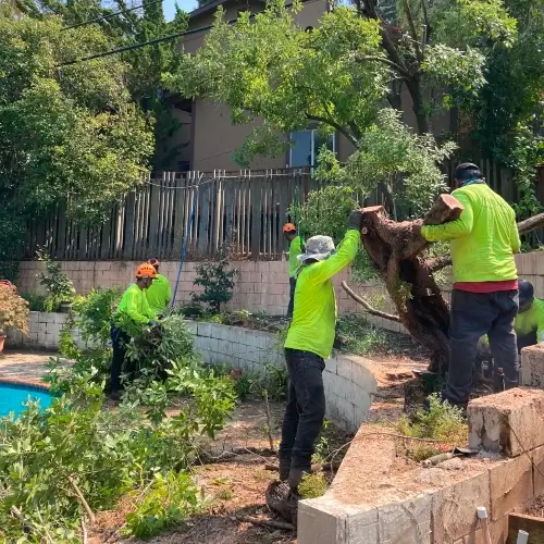 Majestic Tree Service arborists removing a large tree from a residential backyard in San Jose