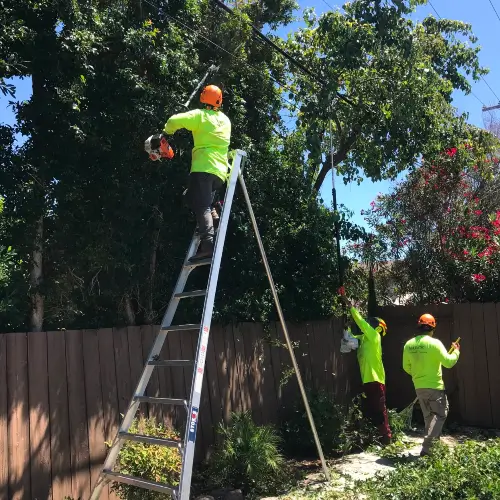 Tree pruning services in Santa Clara, San Jose, Los Altos & Los Gatos by Majestic Tree Service