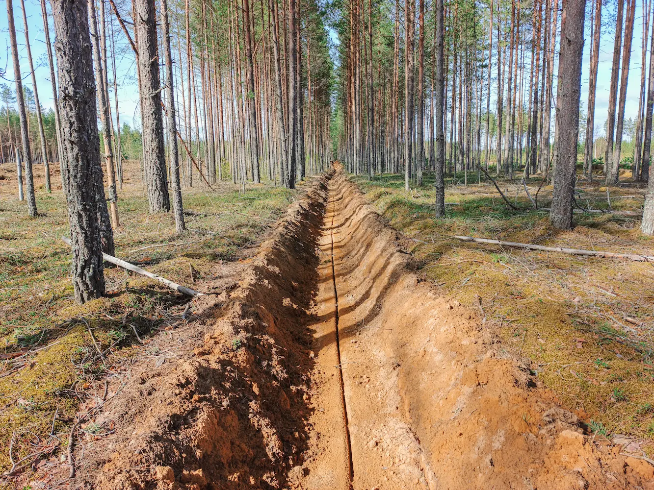 A firebreak plowed through a pine forest in San Jose CA.
