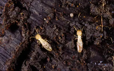 tree stump removal in san jose-san ramon is important for preventing pests like these subterranean termites