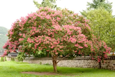 crape myrtle tree should be pruned in late winter before spring growth season