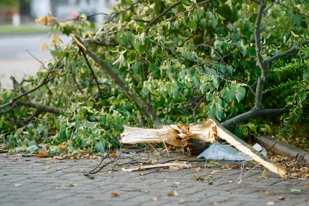 Fallen branches after a storm in San Jose CA
