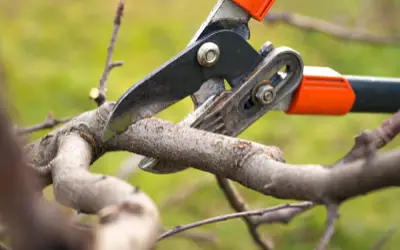 home gardener prunes fruit tree in late winter, one of the best times of year for tree pruning