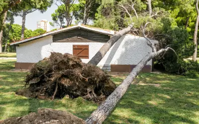 tree fell on home in San Ramon CA