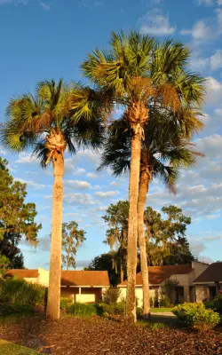 mexican fan palm trees in front of condo in san ramon california