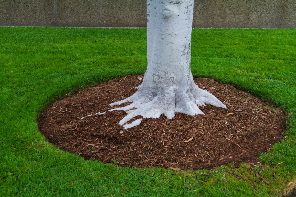 closeup of a tree stump in San Jose CA