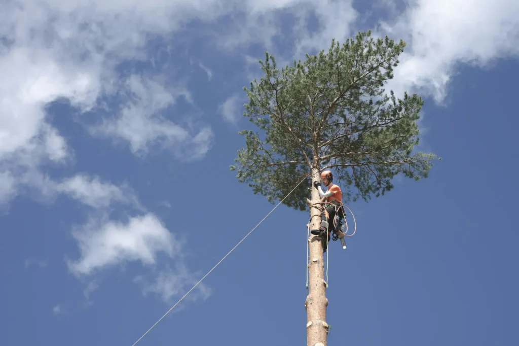 Majestic Tree Service arborist pruning tree banches